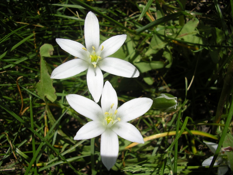 Ornithogalum umbellatum